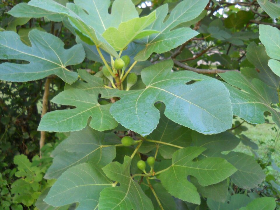 Feuilles et fruits immatures