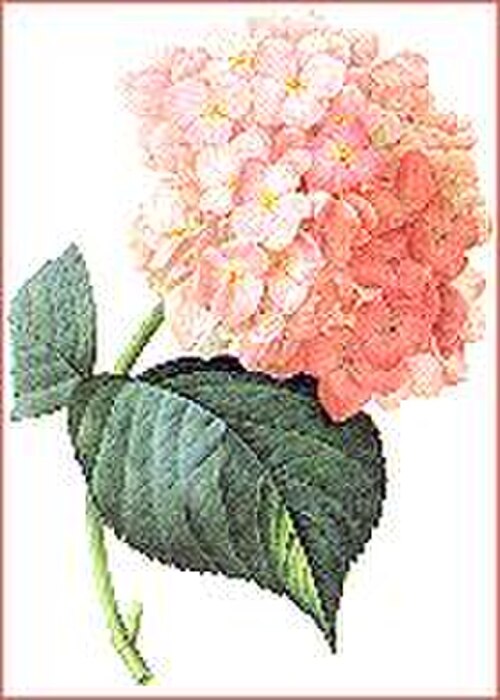 Hydrangea sp. peint par l'artiste botanique Redouté.