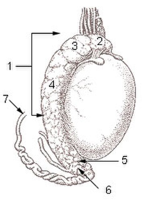 Surface du testicule