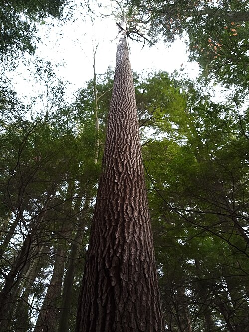 Pins blancs matures dans le parc d'État de Cook Forest