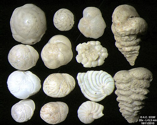Foraminifères de l'île de Pag, mer Adriatique -60 m, largeur du champ 5,5 mm