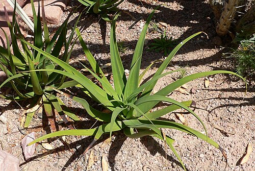 Agave bracteosa (agave araignée)