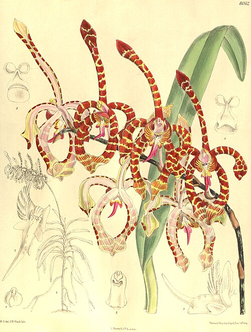 Illustration botanique d'Arachnis annamensis