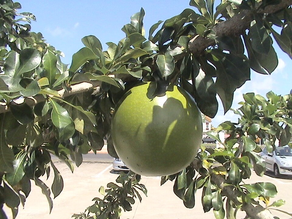 Crescentia cujete, ou fruit de calebasse, Martinique.