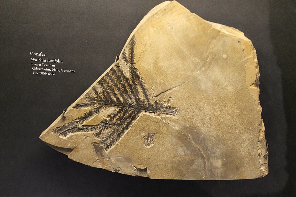 Voltziales : Feuillage de Walchia laxifolia, Permien inférieur, Allemagne