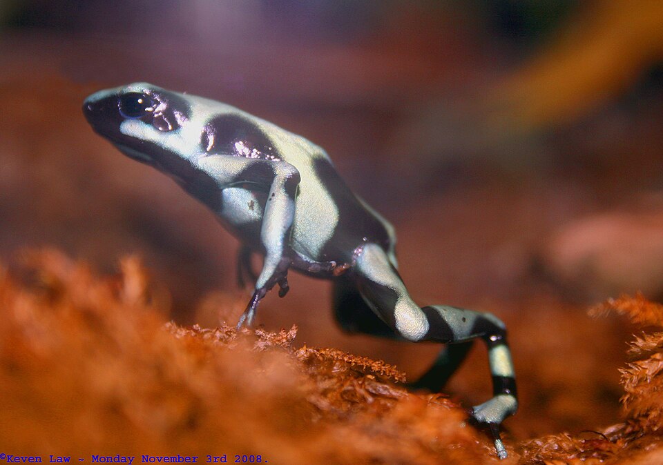 Une grenouille venimeuse verte et noire, Dendrobates auratus