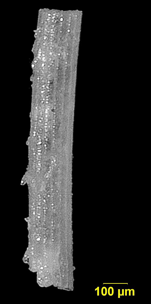 Épine d'échinide irrégulière provenant des sédiments crayeux de la formation Menuha.