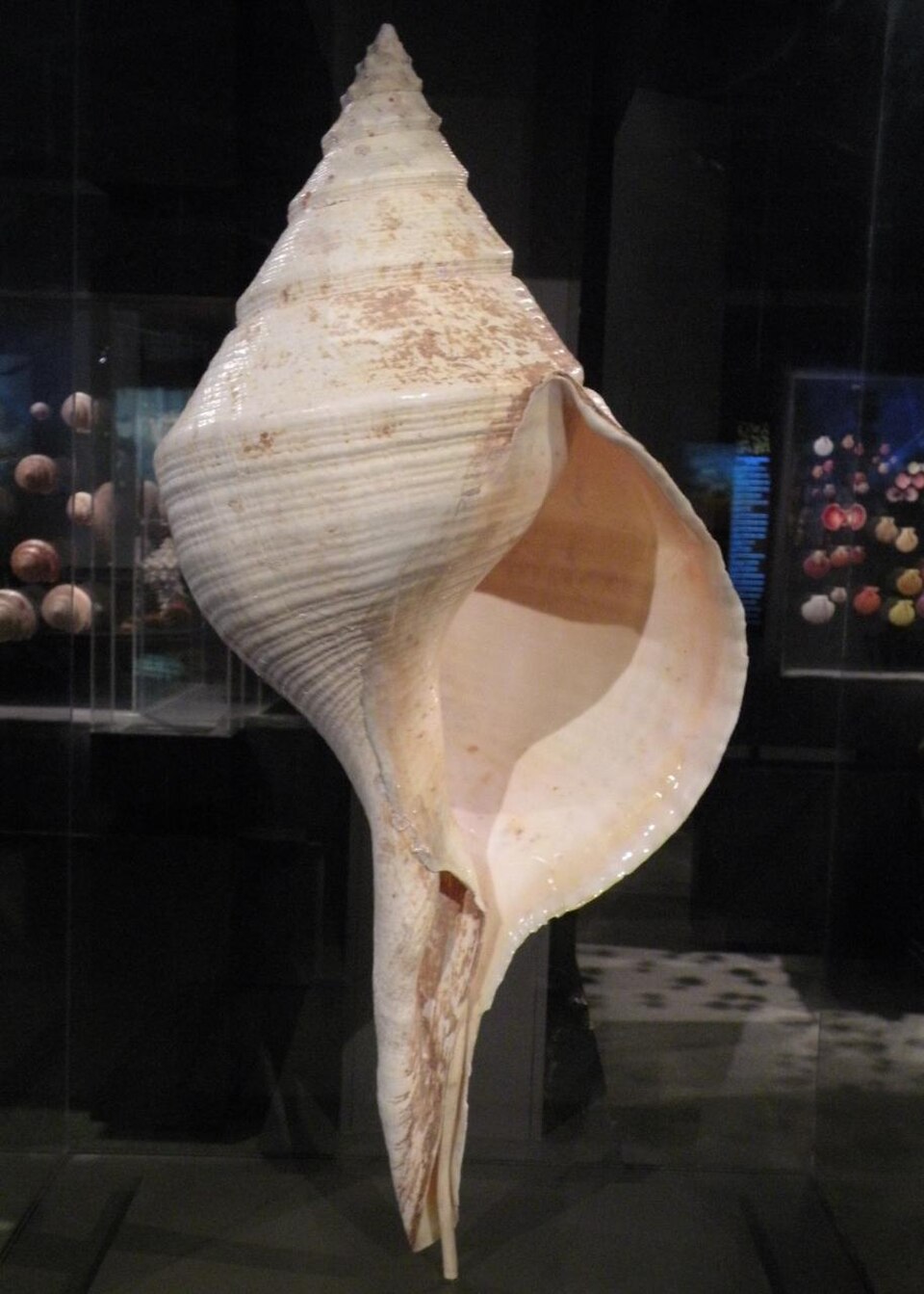 forme fusiforme – l’escargot de mer Syrinx aruanus possède la plus grande coquille de tous les gastéropodes vivants.