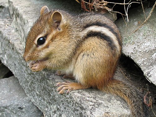 Tamias striatus, tamia de l'Est