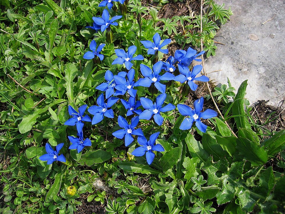 La gentiane printanière (Gentiana verna) prospère dans les milieux calcaires secs.