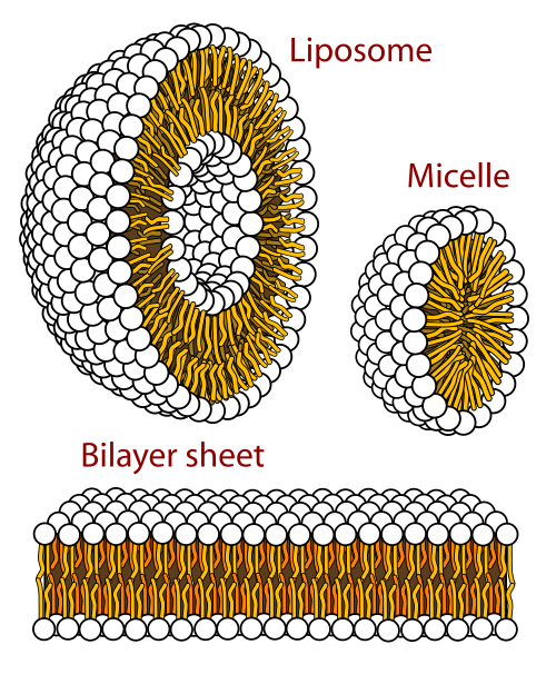 Vue en coupe transversale des structures pouvant être formées par les phospholipides. Ils peuvent former une micelle et sont essentiels à la formation des membranes cellulaires