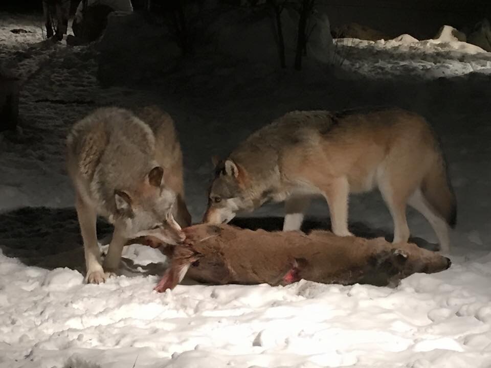 Photo de deux loups dévorant une carcasse de cerf la nuit
