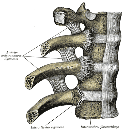 Articulations costo-vertébrales vues de face