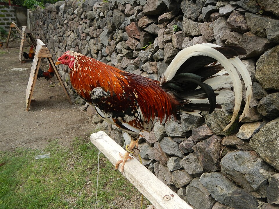Un « lasak » philippin, ou coq de combat de couleur douteuse dans un tipi, corde de coqs de combat