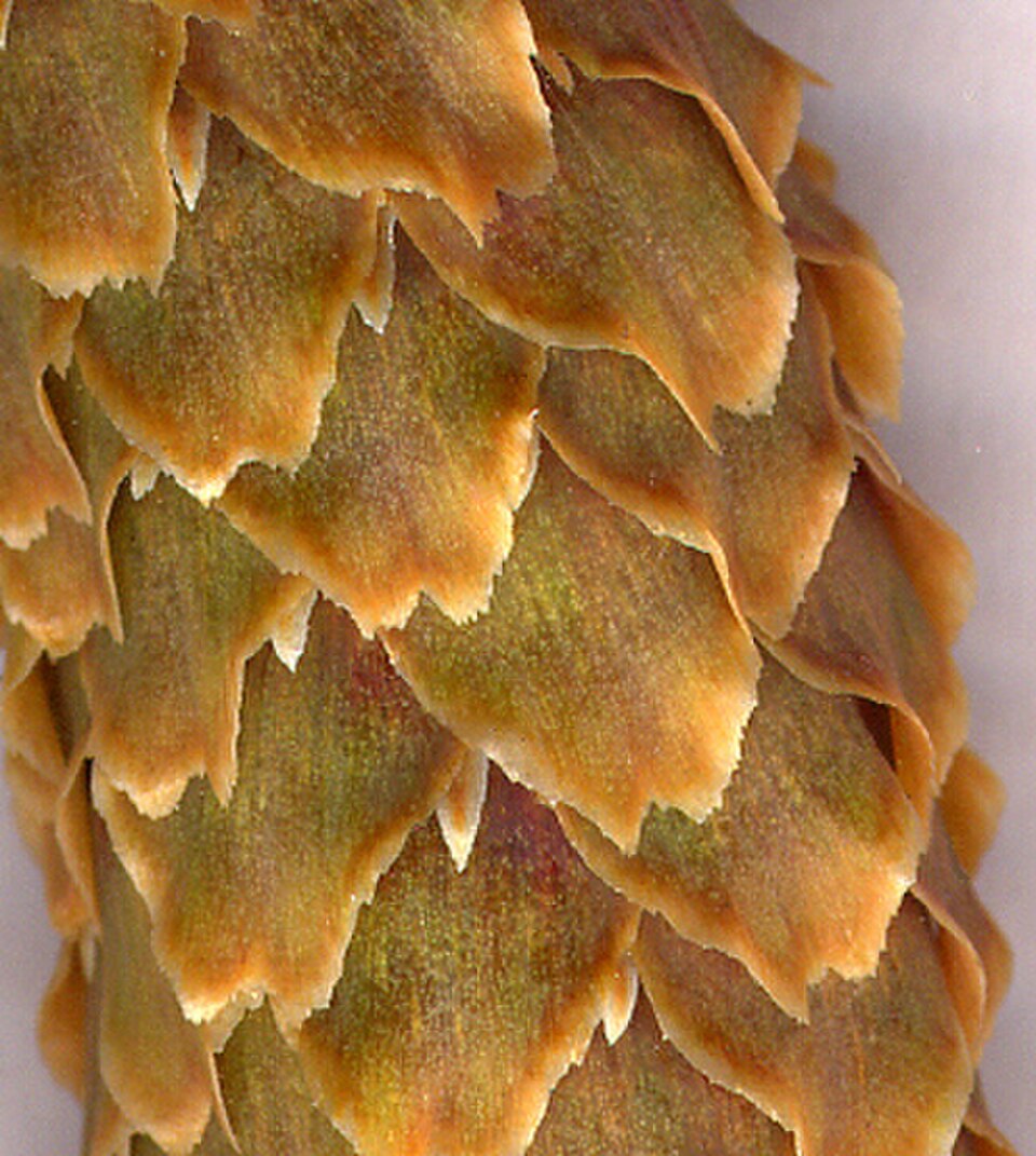 Exceptionnellement, les bractées peuvent être légèrement saillantes dans les cônes matures de Picea sitchensis.