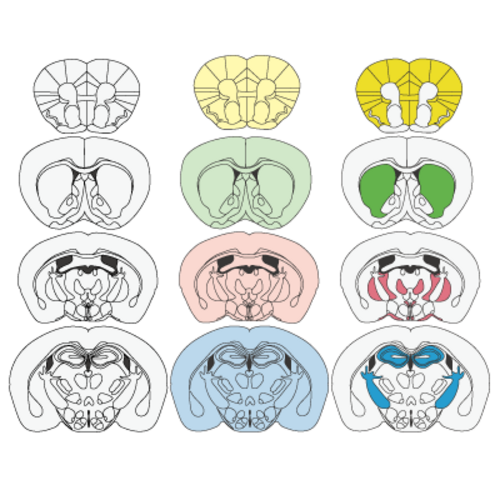 tranches de cerveau de souris