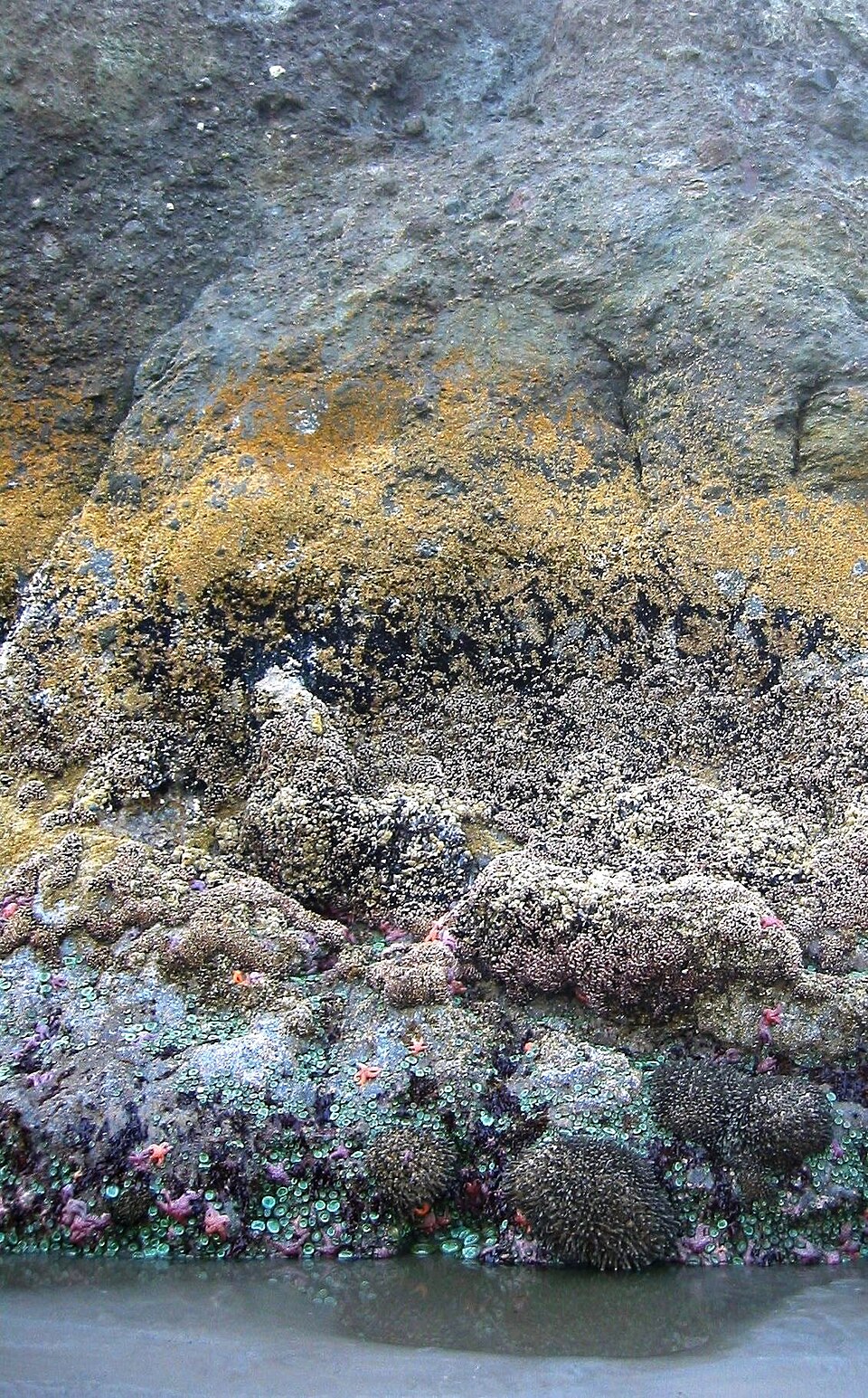 Photo d'un rocher partiellement submergé montrant des bandes horizontales de couleurs et de textures différentes, chaque bande représentant une fraction différente du temps passé sous l'eau.