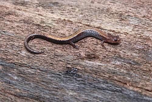 Salamandre à dos rouge