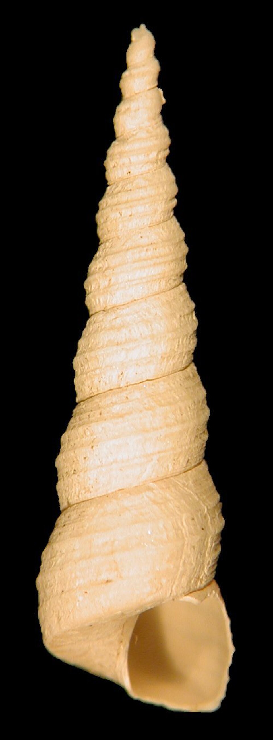 Turritella communis, coquille à plusieurs verticilles de l'escargot tour