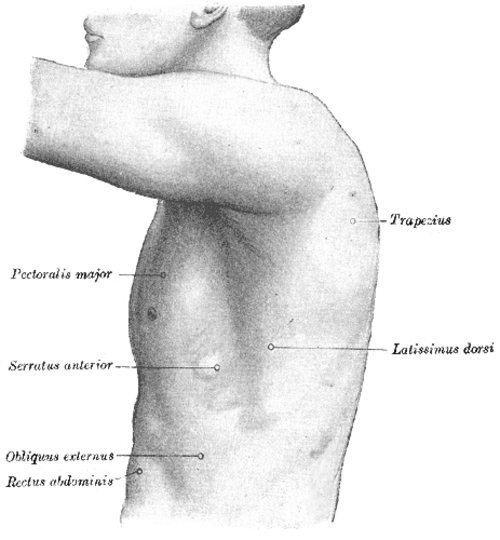Le côté gauche du thorax.