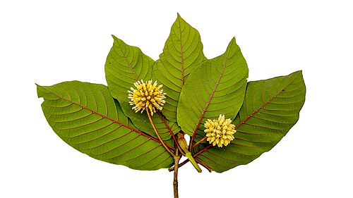Le kratom a des feuilles ovales-acuminées vert foncé et des fleurs globuleuses jaunes.