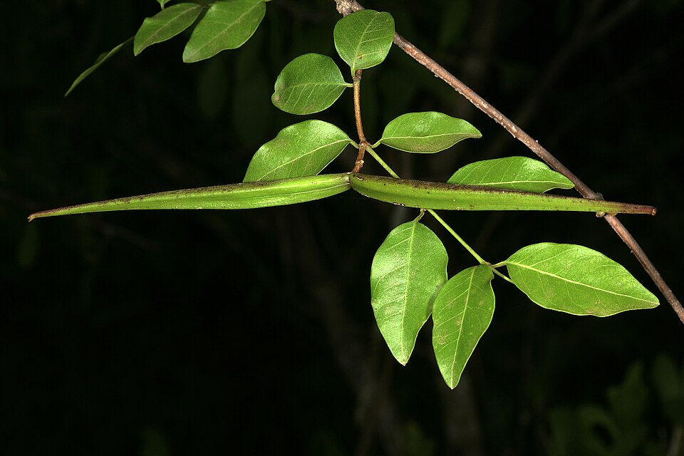 Sécamone parvifolia