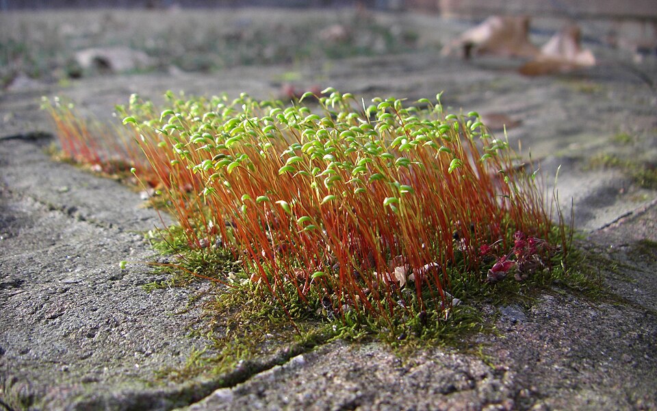 Mousse à sporophytes sur brique