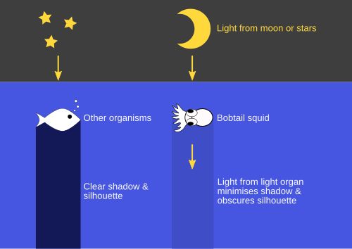 Diagramme montrant comment l'organe lumineux d'un calmar à queue courte émet de la lumière vers le bas pour obscurcir sa silhouette