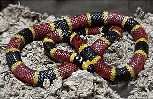 Un modèle (à imiter), le serpent corail venimeux et véritablement aposématique