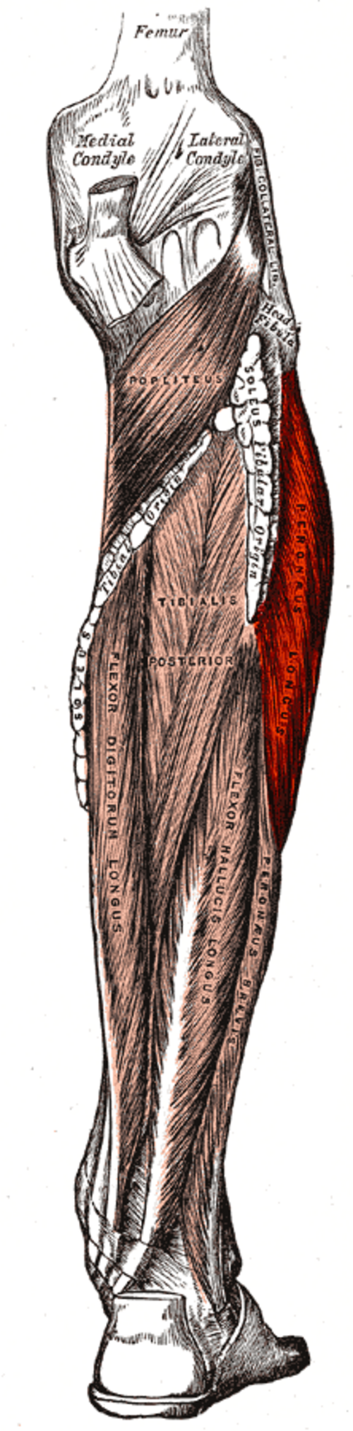 Le muscle péronier long (Fibularis (peroneus) longus) est indiqué à droite.