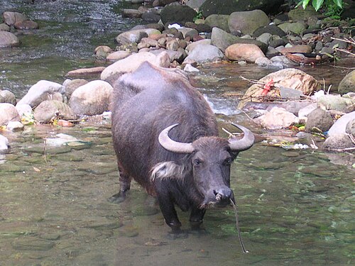 Buffle d'eau aux grandes cornes courbées, vu d'en haut