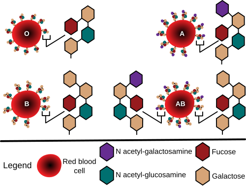 Diagramme montrant les chaînes glucidiques qui déterminent le groupe sanguin ABO