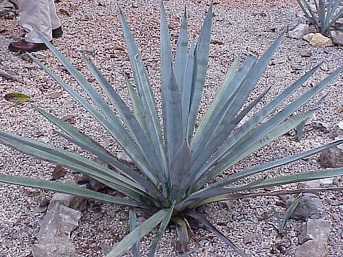 Agave tequilana 'Weber's Azul' (agave tequila)