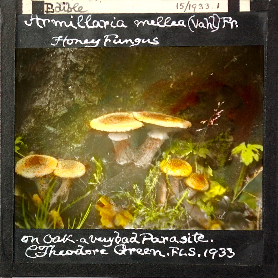 Armillaria melea