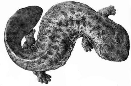 Salamandre géante du Japon
