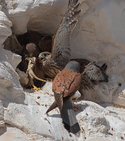 Faucon crécerellette mâle nourrissant ses poussins avec Laudakia stellio, désert du Néguev, Israël