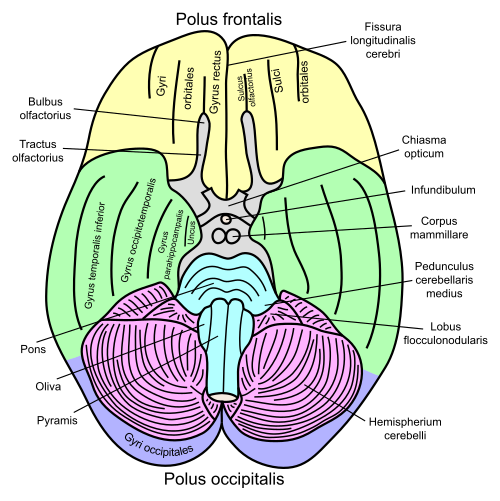 Vue basale d'un cerveau humain
