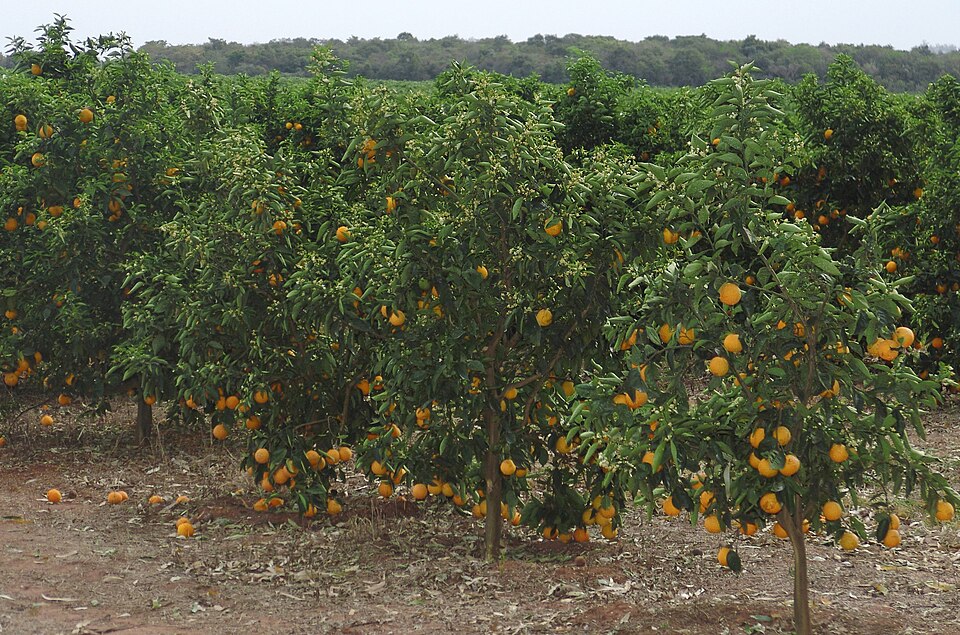 Oranges à São Paulo. En 2018, le Brésil était le premier producteur mondial, avec 17 millions de tonnes. L'Amérique du Sud produit 25 % des oranges mondiales.