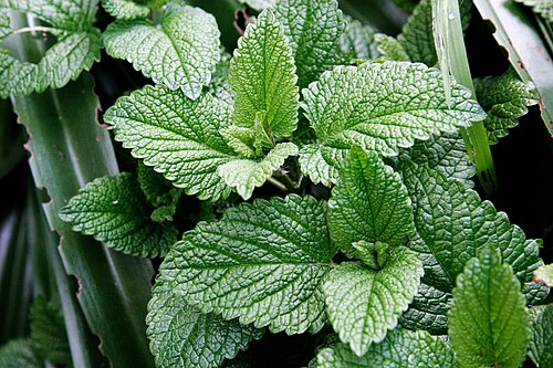 Feuilles de menthe