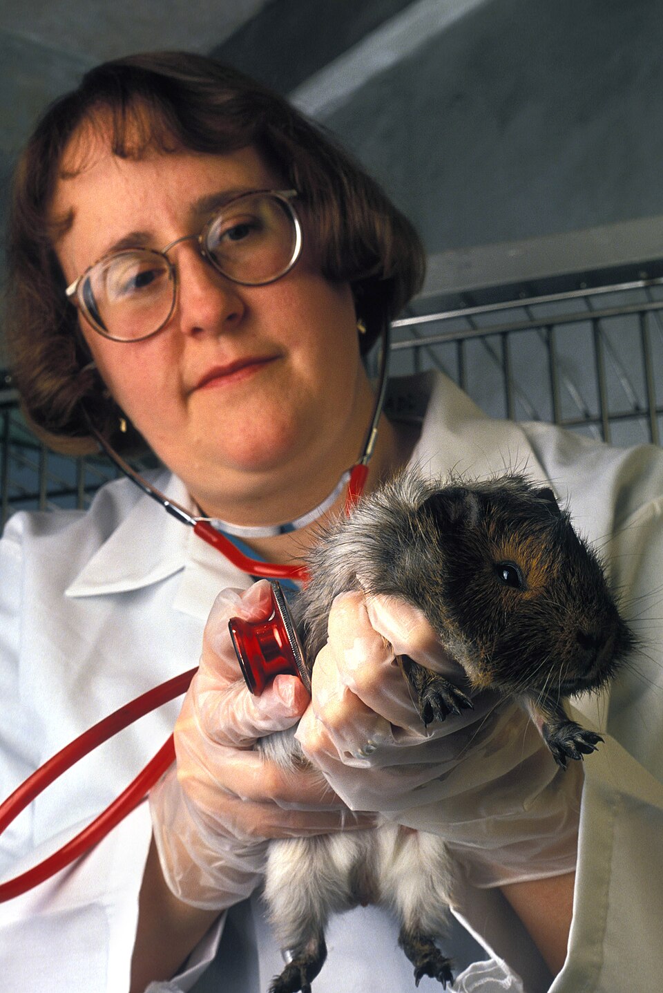 Le cobaye utilisé comme modèle animal pour étudier la leptospirose humaine
