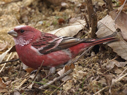 Roselin de Pallas (Carpodacus roseus), un vrai roselin