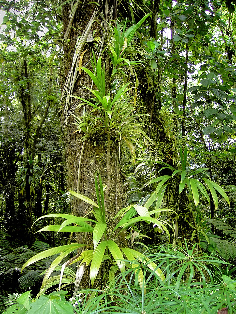 Épiphytes (broméliacées, palmiers grimpants) dans la forêt tropicale de la Dominique.