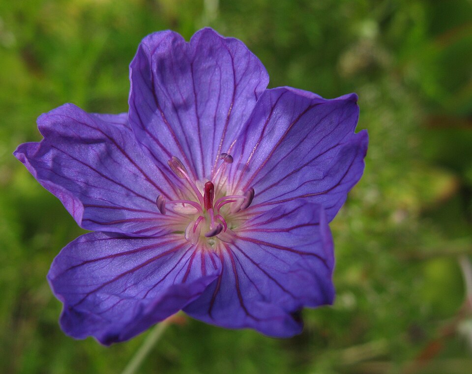 Le géranium incanum, comme la plupart des géraniums et des pélargoniums, perd ses anthères, parfois aussi ses étamines, pour faire obstacle à l'autopollinisation. Cette jeune fleur est sur le point d'ouvrir ses anthères, mais n'a pas encore complètement développé son pistil.