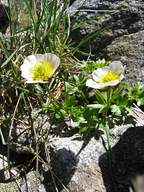 Renoncule des glaciers Ranunculus glacialis
