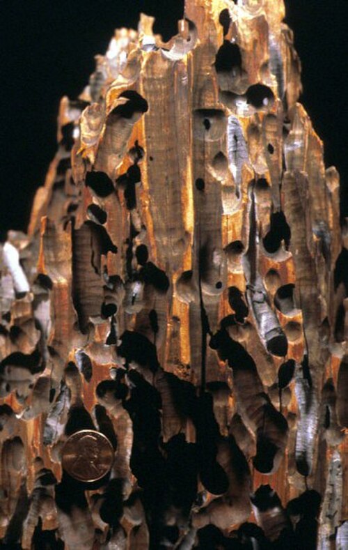 Forages de térédolites dans un pilotis de quai moderne ; travail de bivalves appelés « tarets ».