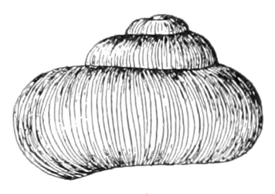 Vue ab-ouverture de la coquille de Valvata sincera