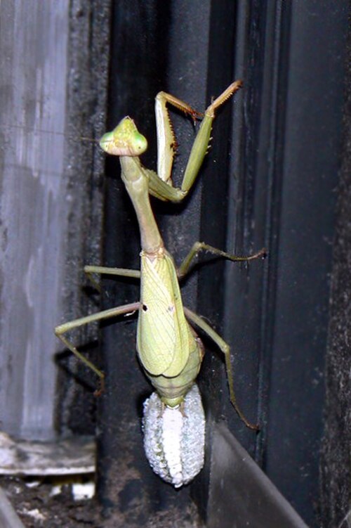 Stagmomantis carolina pondant une oothèque
