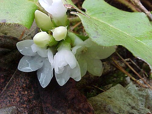 Les fleurs de mai