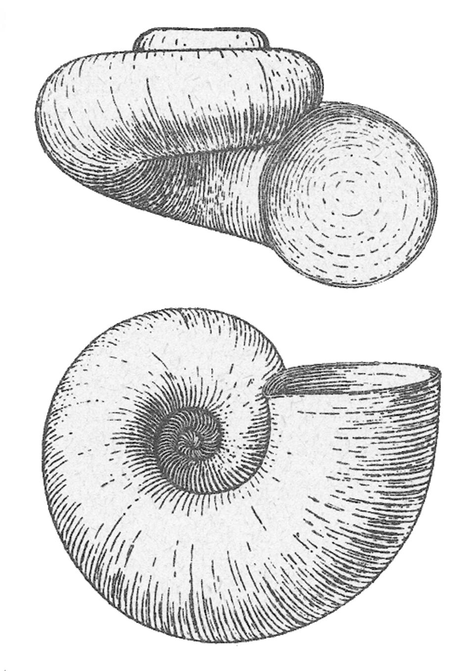trochiforme déprimé ou valvatiforme