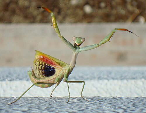 La femelle adulte Iris oratoria effectue une démonstration de menace en se cabrant, les pattes antérieures et les ailes déployées et la bouche ouverte.